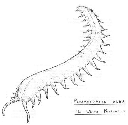 Drawing Peripatopsis alba The White Peripatus by John Grindley[SASA]